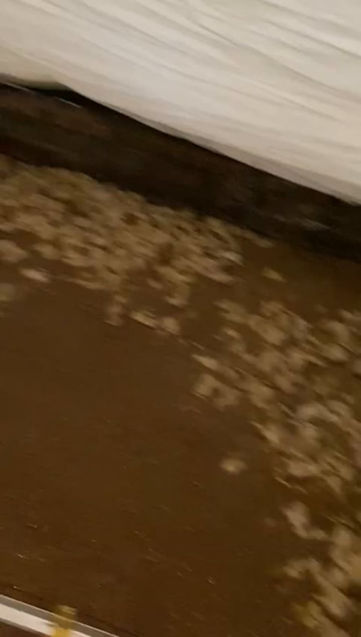 Las imágenes del interior de una granja avícola tras las inundaciones