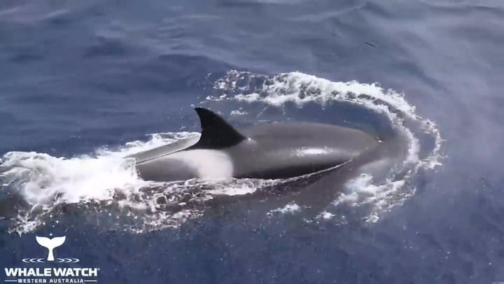 La brutal pelea entre una ballena y un grupo de orcas - Fuente: Whale Watch Western Australia