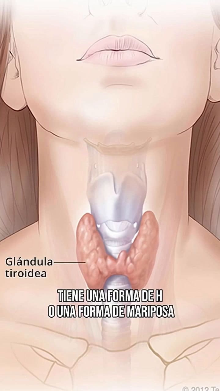 Qué es el hipotiroidismo, según Daniel López Rosetti