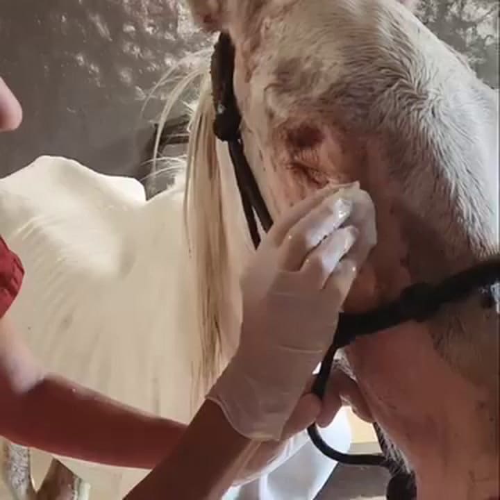 Curando Las Heridas De Hummus. Son Muchas Las Laceraciones Que Tiene Por Todo El Cuerpo Y Muchos Los Lugares De Donde Sale Pus.Contrarrestar Todo Lo Que Le Hicieron Para Aplacar Su Dolor, No Va A Ser Fác (1)