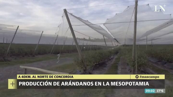 Producción de arándanos en la Mesopotamia