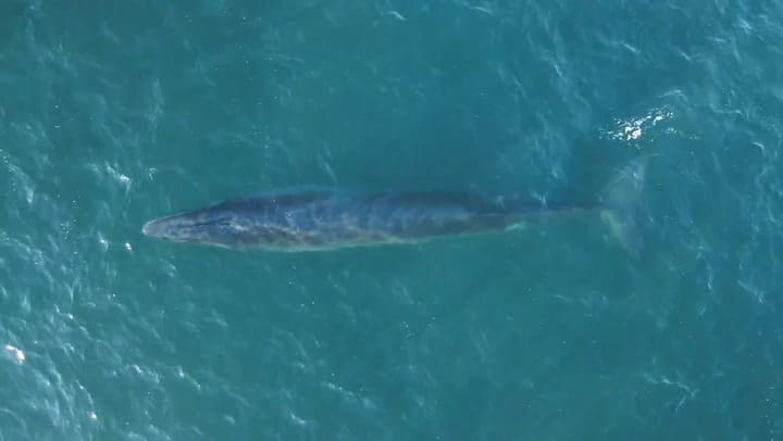 Ballenas Sei en el sur del mar argentino