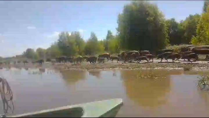Jabalíes