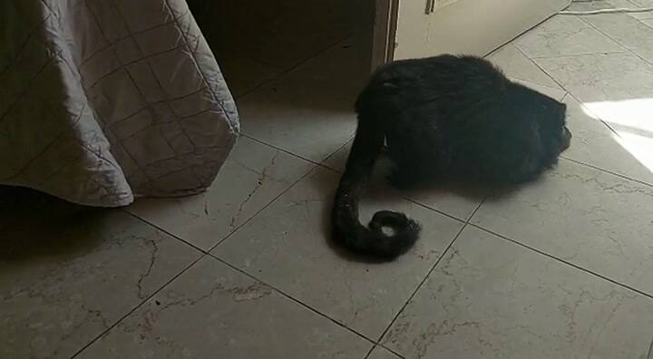 El mono se encontró en condiciones de abandono por estar encerrado sin luz, agua ni ventilación