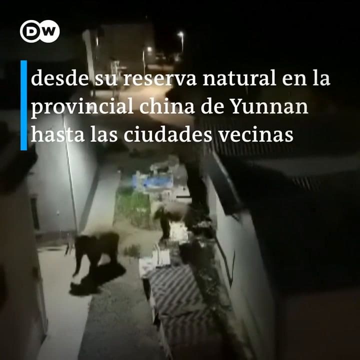 La manada de elefantes que ya recorrió 500 km