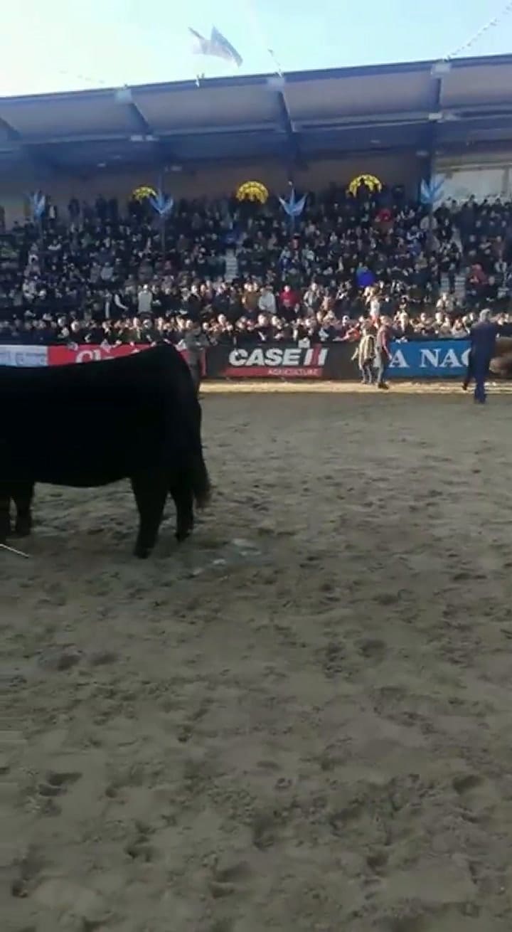 Jura del Gran Campeón Hembra Angus