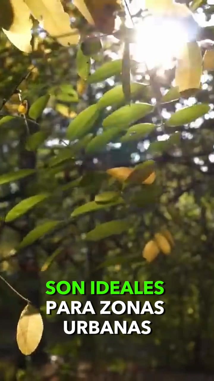 Cuáles son los árboles ideales para plantar en el jardín