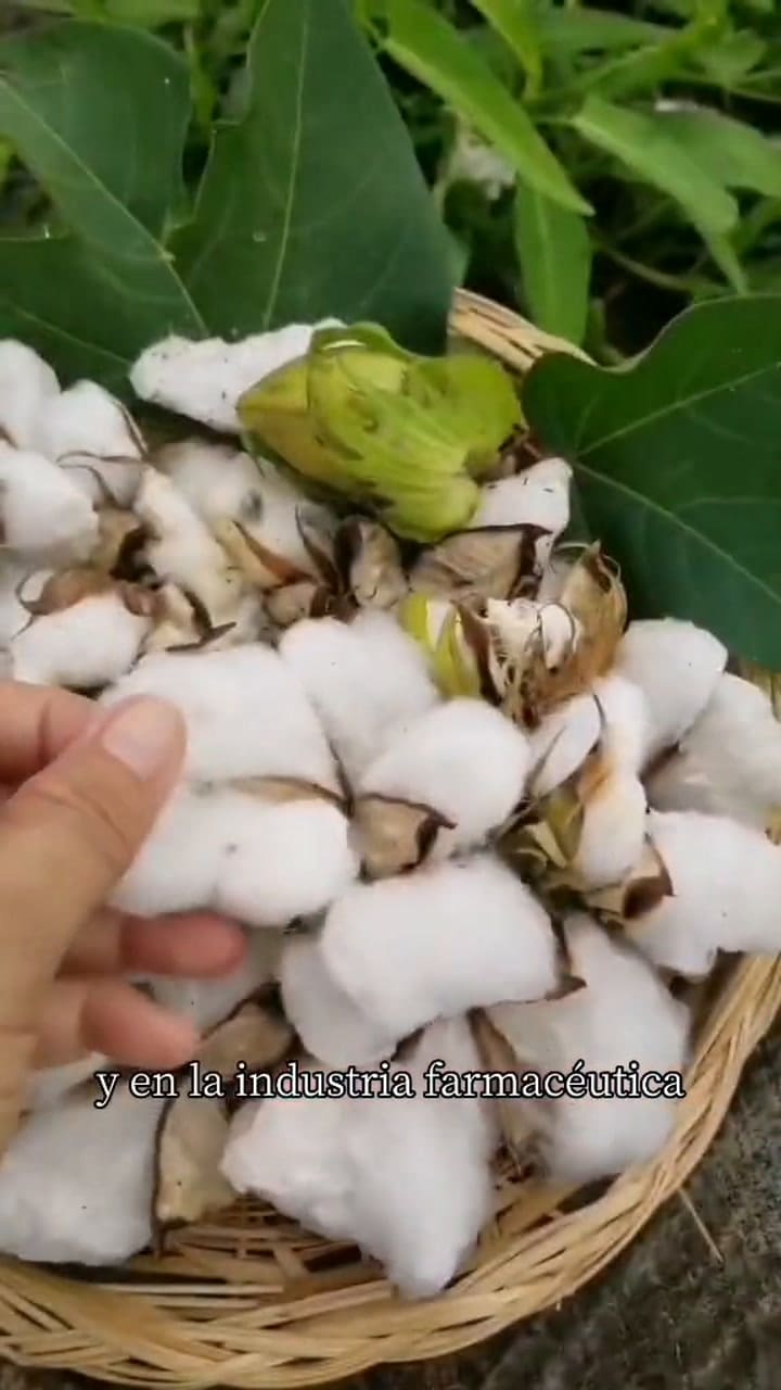 Cómo germinar las semillas de la planta de algodón (Video: TikTok @eledenau)