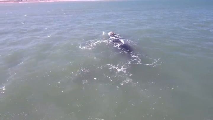 Ballenas en Bahía de los Moros, agosto 2019. Youtube: Fernando Mihanovich
