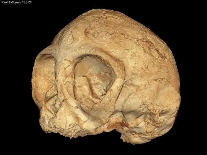 Hallan un cráneo de 13 millones de años emparentado con los humanos y todos los grandes simios vivie