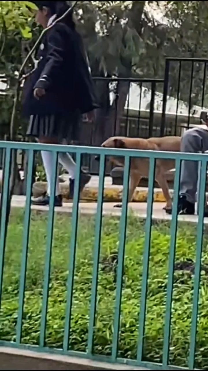 Flavio, el perrito que se hizo viral por terminar la primaria