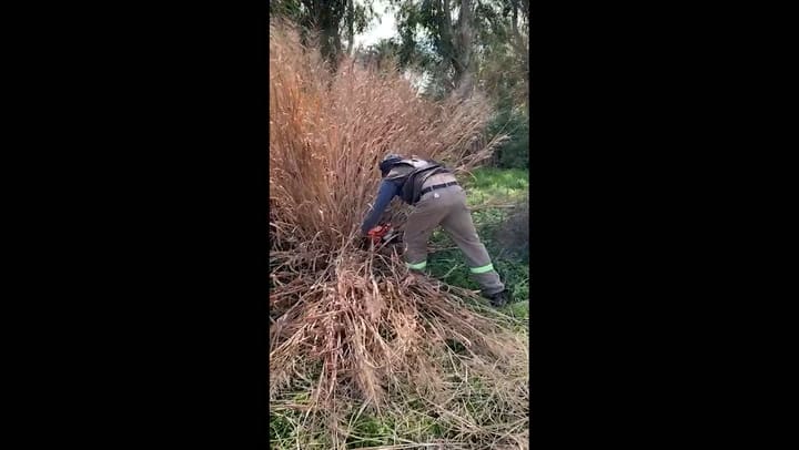 Mantenimiento de gramineas