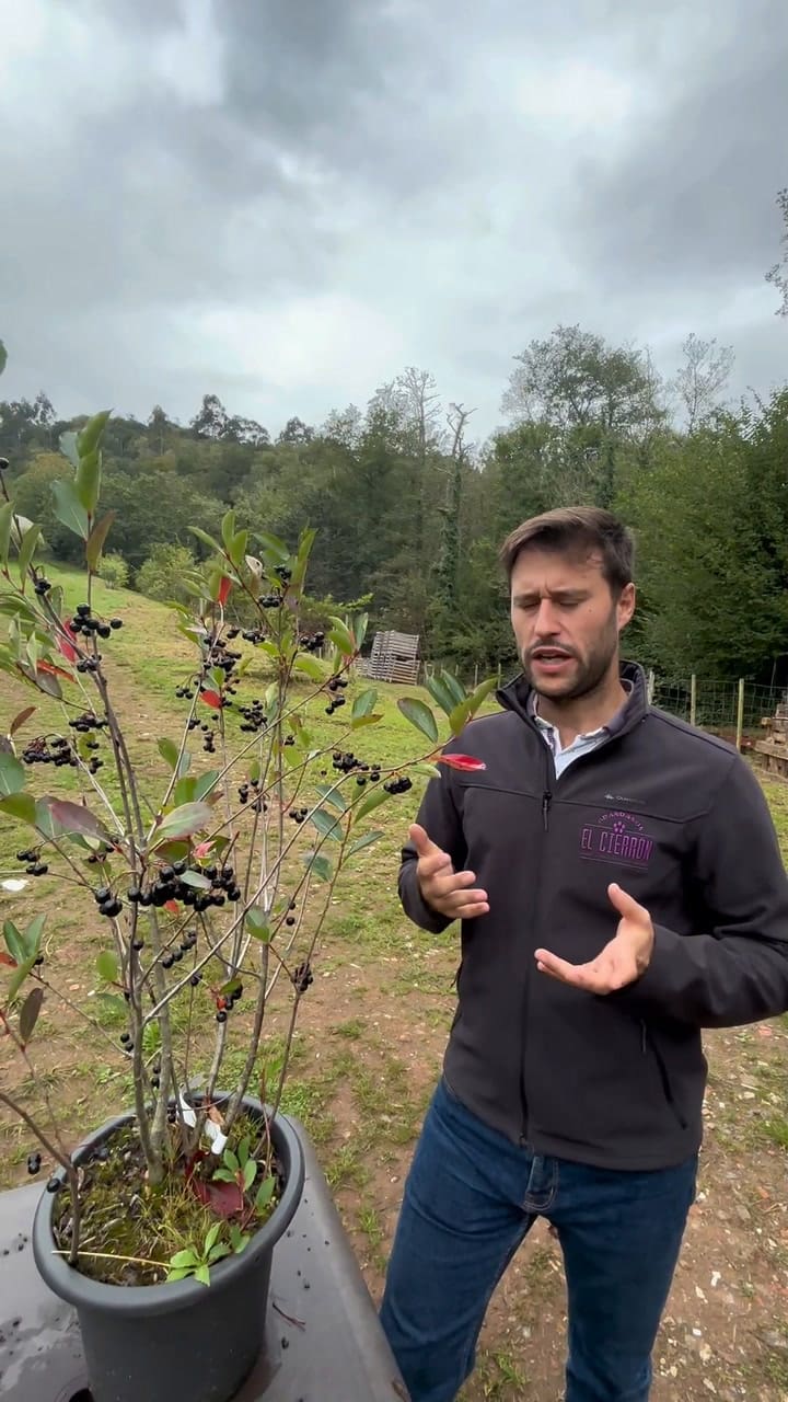 La deliciosa fruta que regula el azúcar en sangre y la presión arterial