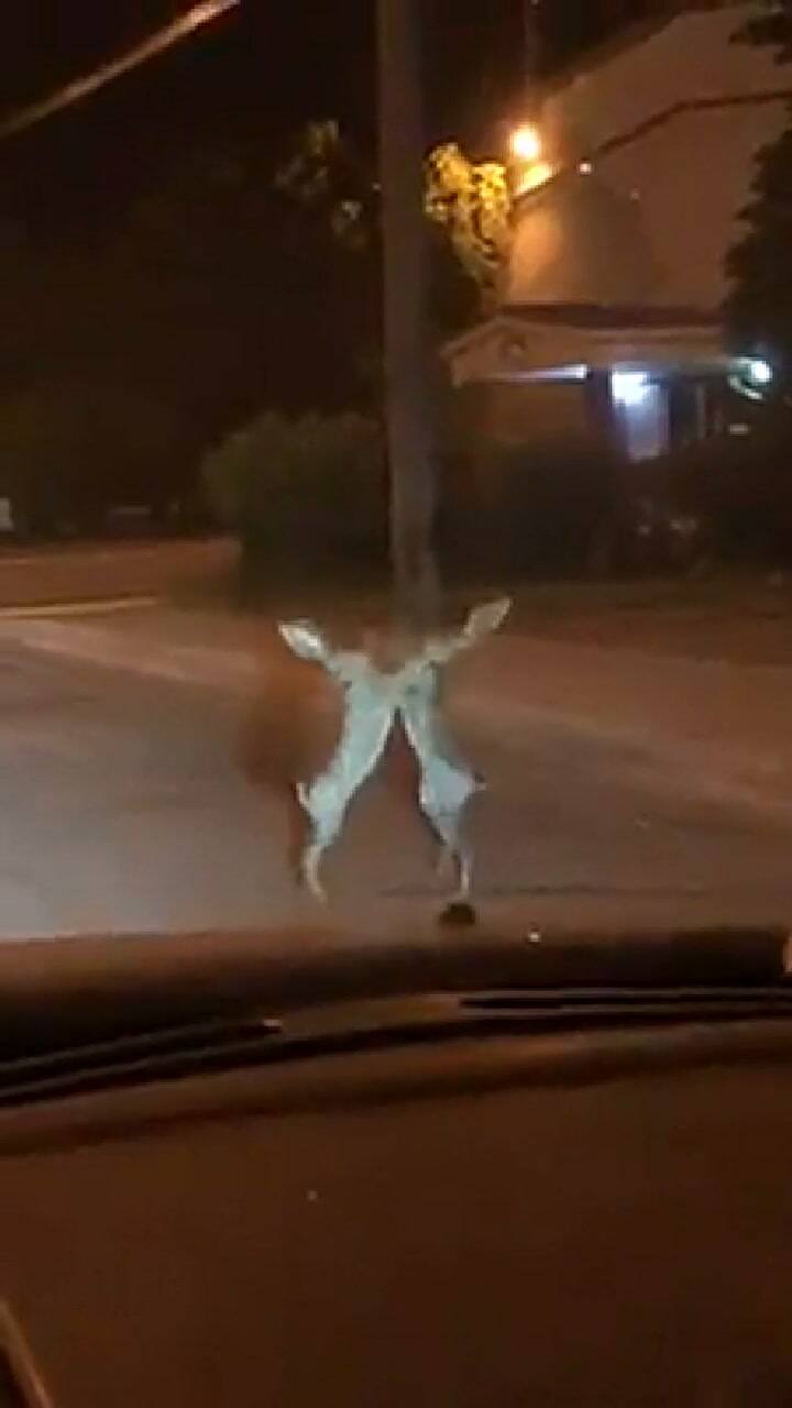 Dos liebres se pelean a trompadas en la calles de México - Fuente: Facebook La Verdad