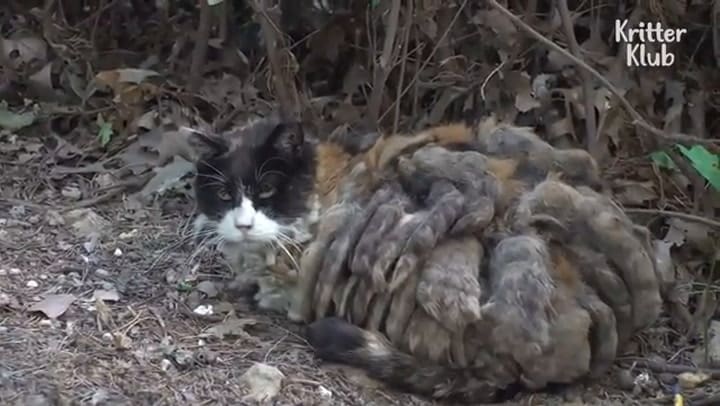 La emotiva historia de Samsaek y su pronta recuperación