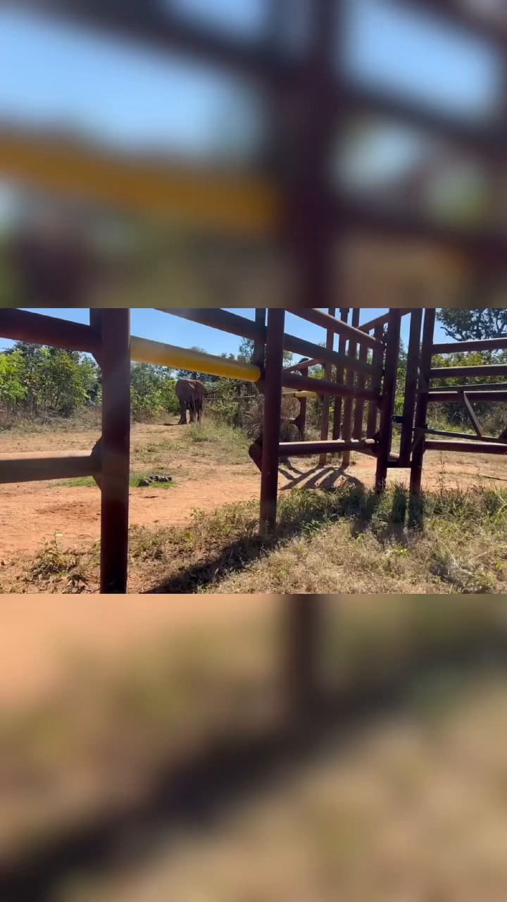El encuentro de las elefantas Kenya y Pupy