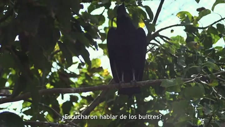 Trailer de la película Buitres, la cara salvaje del capitalismo - Fuente: YouTube