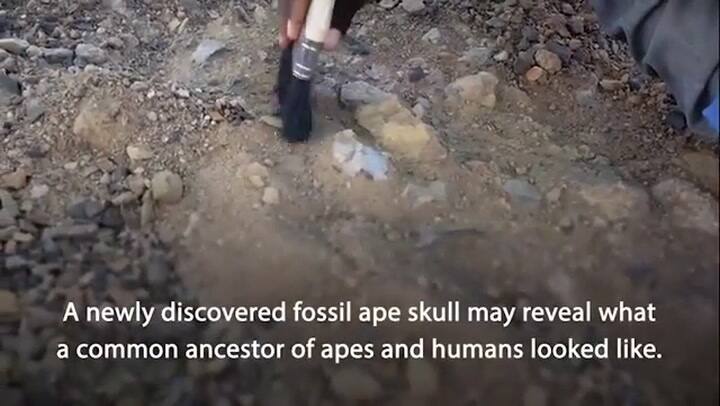 Alesi:su pequeño cráneo fosilizado se preservó casi intacto durante nada menos que 13 millones de añ