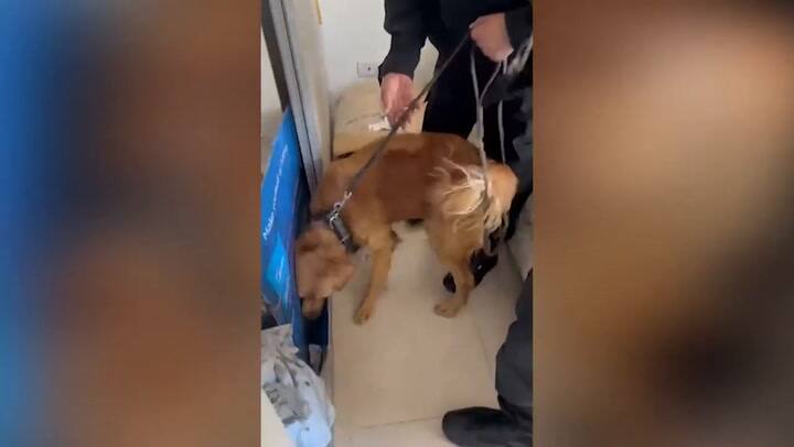 Dos mujeres detenidas por cocinar y vender pasteles con droga