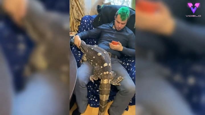 Esta pareja rusa tiene un lagarto gigante como mascota