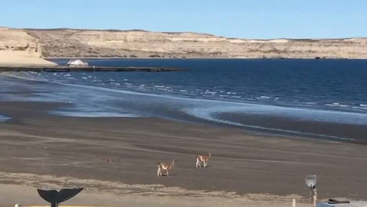 Coronavirus: sin humanos a la vista, los guanacos se pasean por Puerto Pirámides