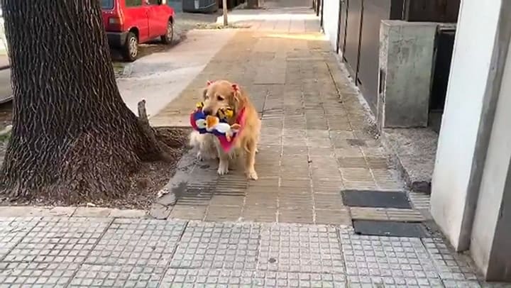 Olivia, la perra golden retriever que pasea con peluches - Fuente: IG @malenastein