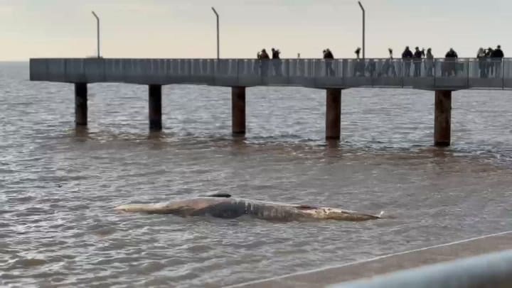 Curiosos se arremolinan para ver a la ballena