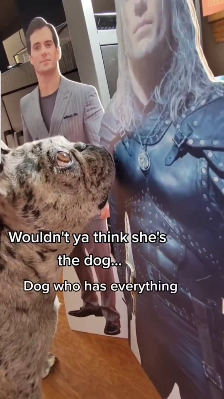 La perrita Rory está obsesionada con Henry Cavill