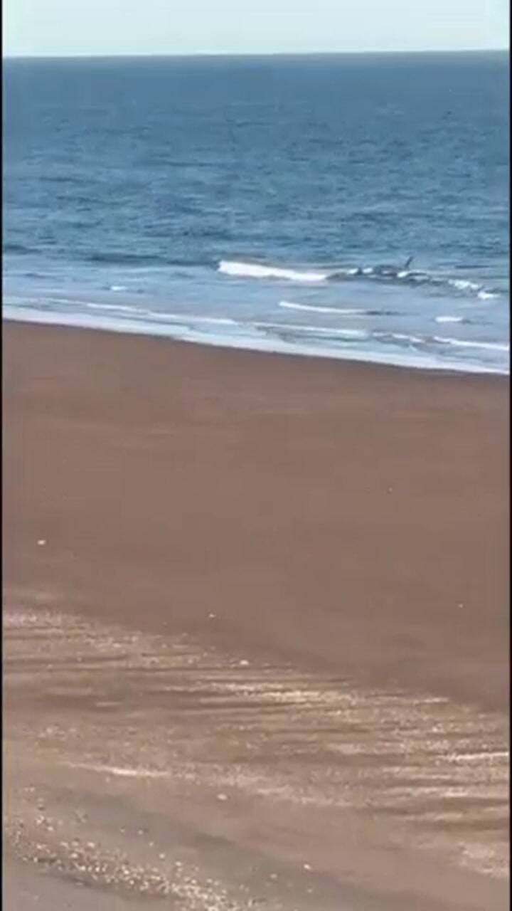 Tensión en Río Negro: un inesperado encuentro entre una orca y un kayakista causó conmoción