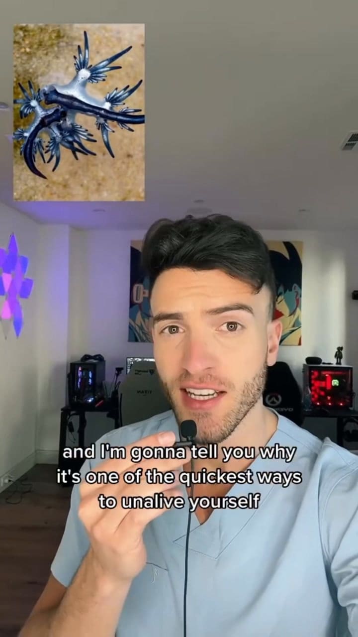 Advirtió por qué no deberías tocar a estas criaturas marinas