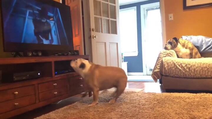 Bulldog se asusta al ver película de terror - Fuente: Youtube