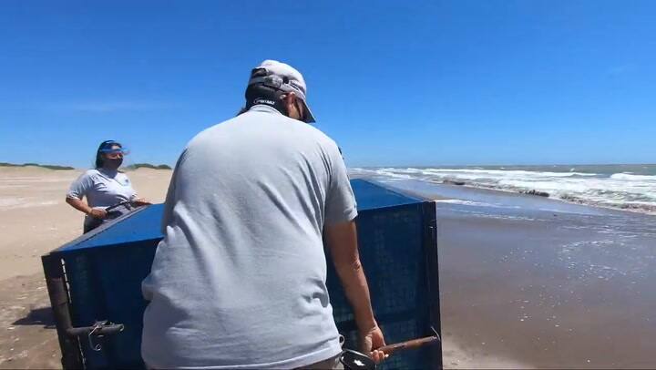Reinsertan al mar en San Clemente del Tuyú al lobo marino rescatado en Berazategui - Fuente: Fundaci