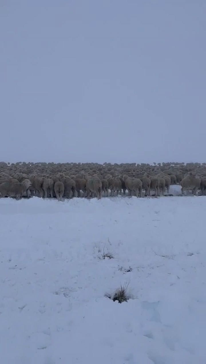 Abren caminos en la Patagonia para el traslado de ovejas