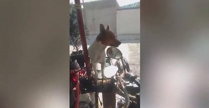 El perro que se volvió viral por acompañar a su dueño a vender flores