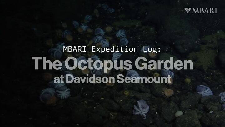 Científicos resolvieron el misterio de un ‘jardín de pulpos’ en el océano en California