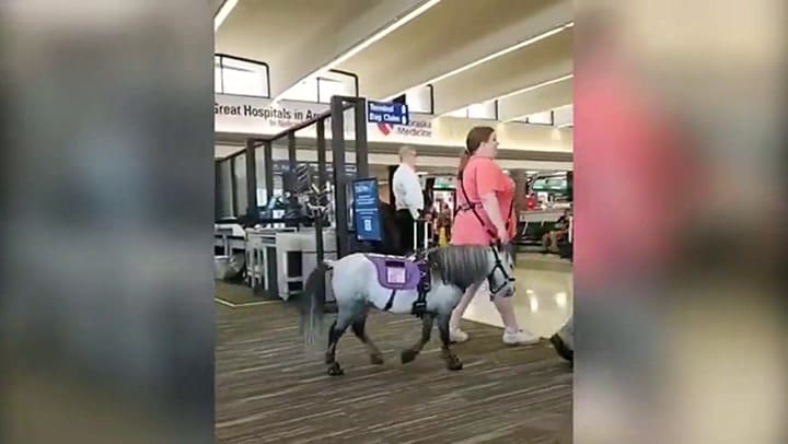 El pequeño caballo en el aeropuerto de Nebraska - Gentileza: Daily Mail
