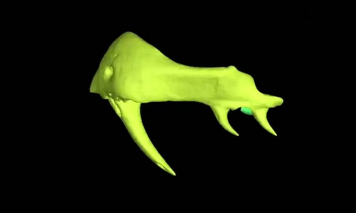 Reconstrucción 3D de la cabeza de una serpiente Bungarus suzhenae