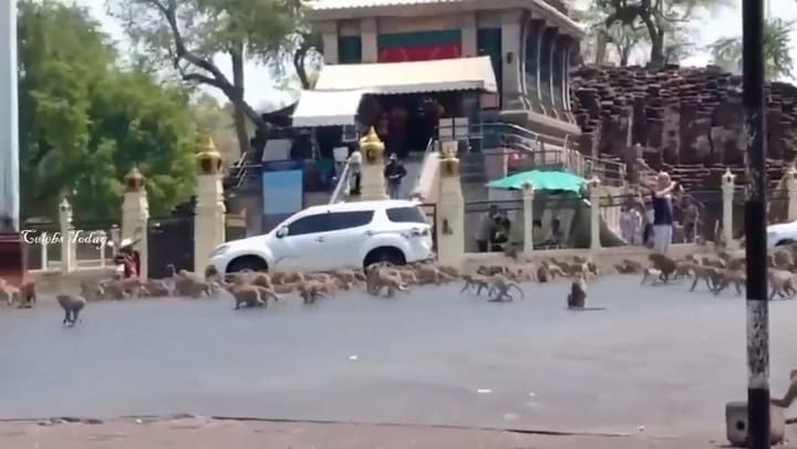Cientos de monos hambrientos amenazan las calles de Tailandia por el coronavirus