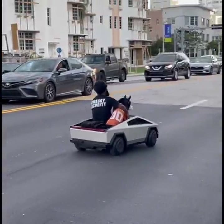 El hombre y su perro llaman la atención con sus paseos