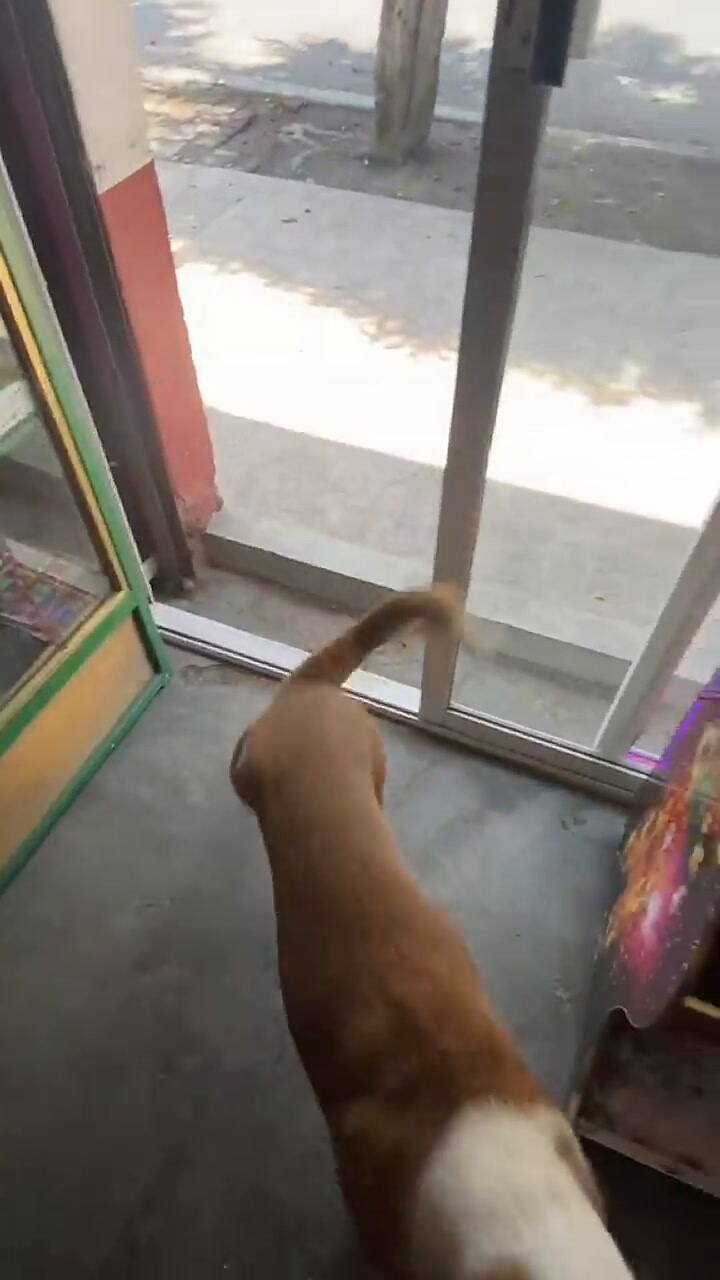 La perra que enterneció a todos