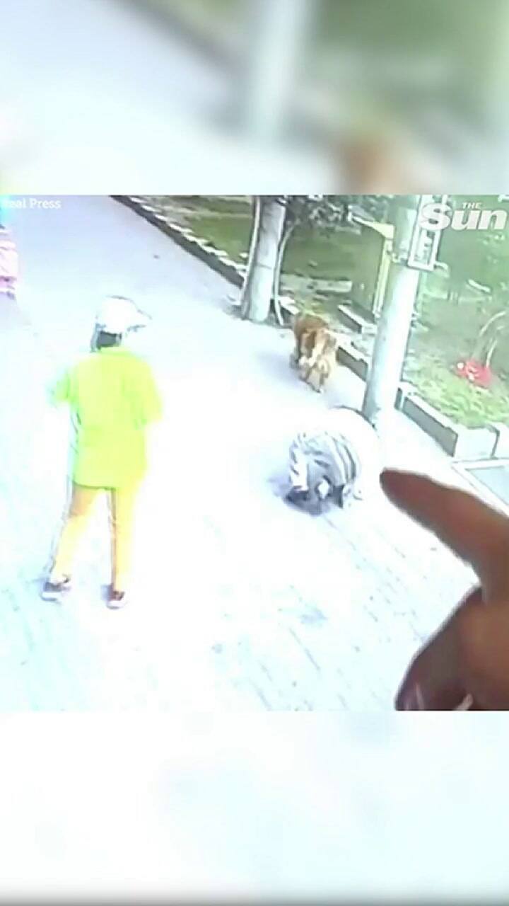 Un gato cayó del cielo, golpeó a un hombre y lo dejó inconsciente - Fuente: The Sun