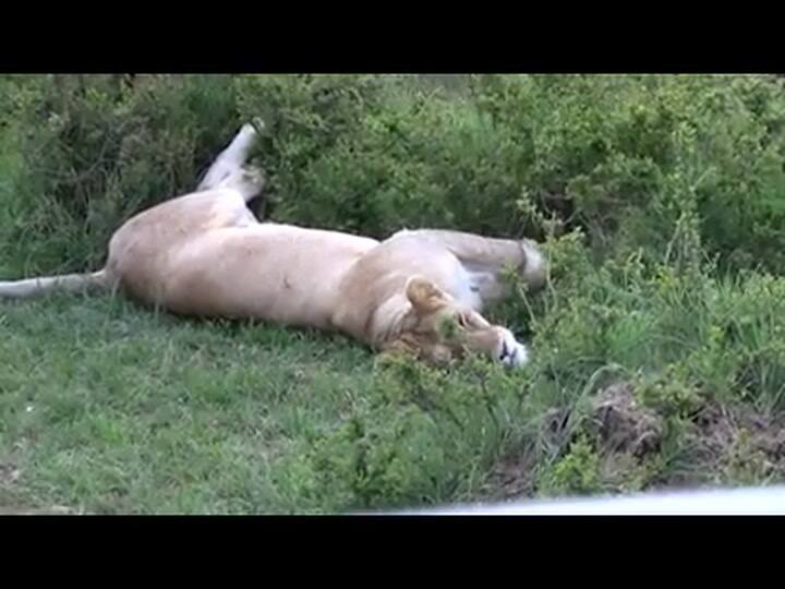 Felinos de Africa, detrás de escena