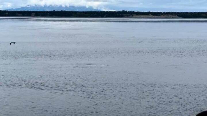 Captan a varias belugas en Alaska