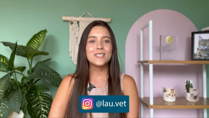 Consejos para que tu perro vaya de forma segura a la playa