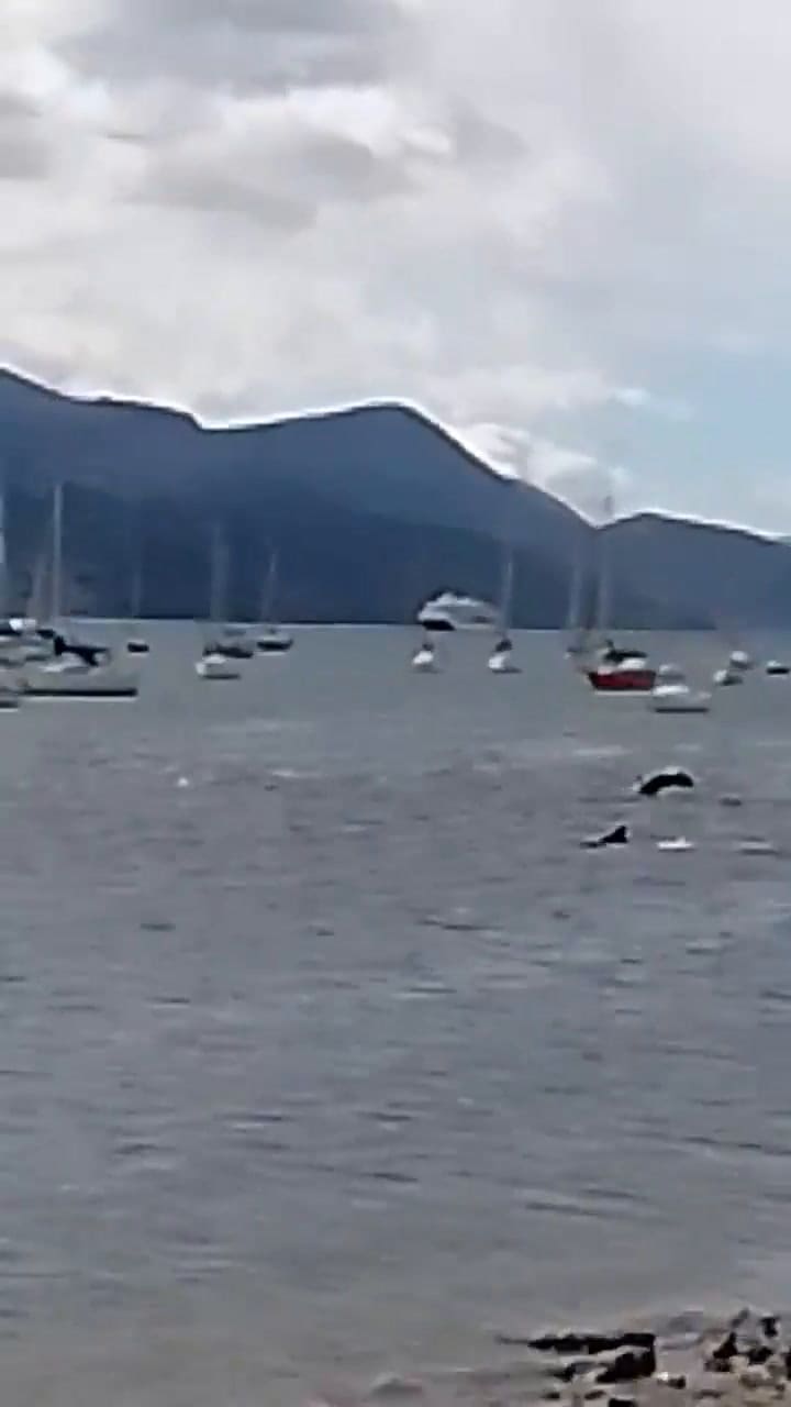 Delfines en la costa de Ushuaia
