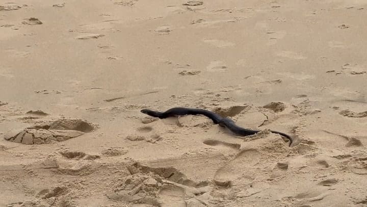 Una niña va a recoger un palo y descubre que se mueve en Maryland