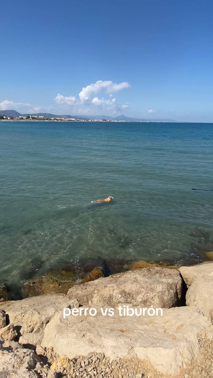 Perro Vs Tiburon #Dog #Shark #Santjordi2024 #Beach #Denia #Javea