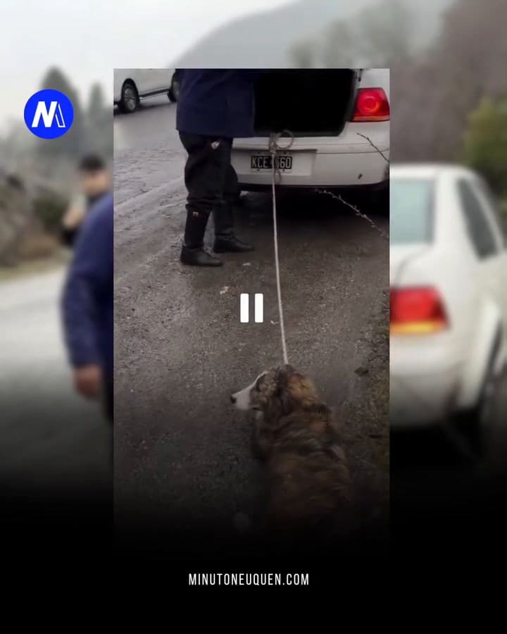 Indignación en San Martín de los Andes: un hombre fue filmado arrastrando a su perro atado al baúl del auto