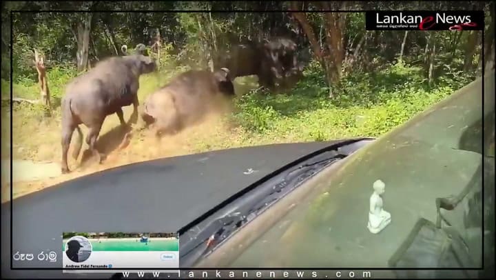 El salvaje ataque de una manada de búfalos a un leopardo para proteger a una cría