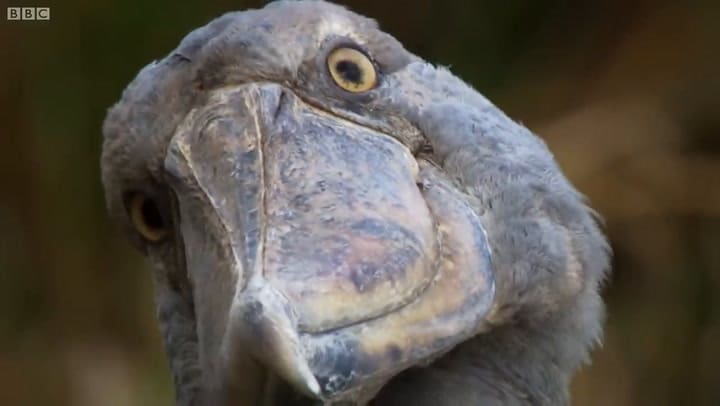 "Con boca de ametralladora": el pájaro africano que come cocodrilos